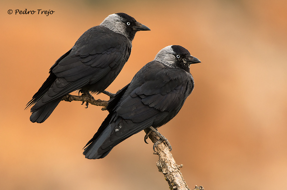 Grajilla (Corvus monedula)